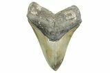 Serrated, Fossil Megalodon Tooth - North Carolina #365988-1